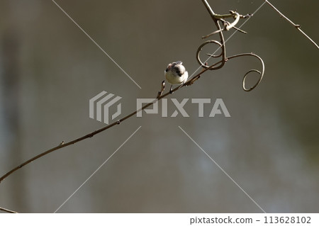 The long-tailed tit is a small bird with a body resembling a roll of cotton and a long tail. 113628102