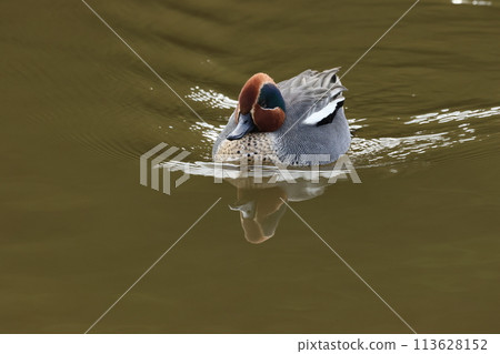 A small duck, the teal, that migrates to Japan as a winter bird. A small duck, the teal, that migrates to Japan as a winter bird. 113628152