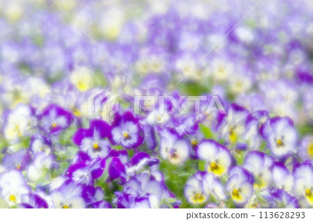 花卉景觀 113628293