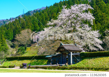 在satoyama開花的一棵櫻桃樹 113628305