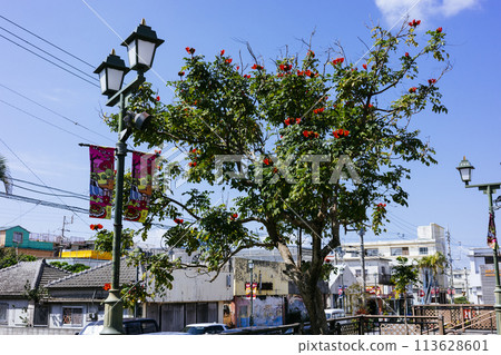 Deigo的花朵 Deigo的花朵 113628601