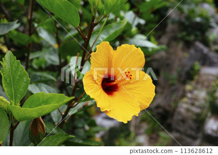 黃芙蓉 黃芙蓉 113628612
