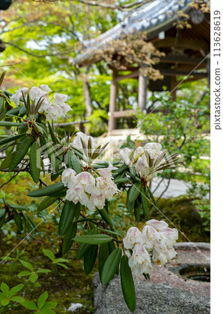 Jotokoji寺 113628619