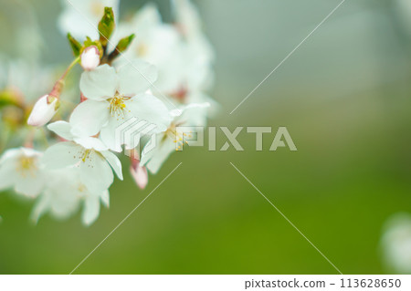 Spring season 113628650