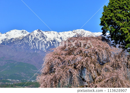 The weeping cherry tree of Yoshise The weeping cherry tree of Yoshise 113628907
