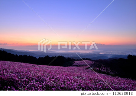 Cosmos of Shirakimine Highland and Mt. Unzen Fugendake 113628918