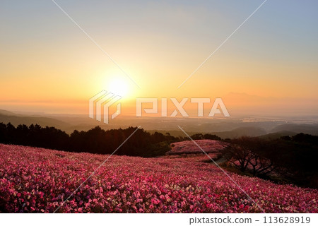 Cosmos of Shirakimine Highland and Mt. Unzen Fugendake Cosmos of Shirakimine Highland and Mt. Unzen Fugendake 113628919