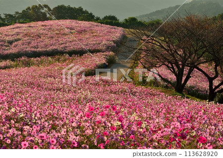 Cosmos of Shirakimine Highland and Mt. Unzen Fugendake 113628920