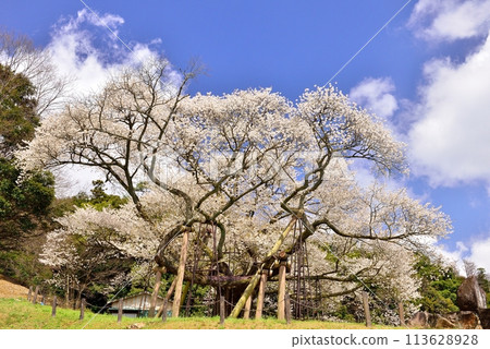 Taihei Misumi cherry tree 113628928
