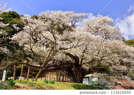 太平美澄櫻桃樹 113628930