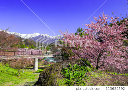 春天的笹笛橋和白雪皚皚的谷川山脈 113629592