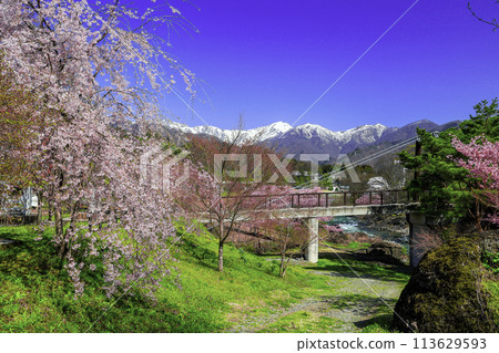 Weeping cherry blossoms and snowy Mount Tanigawa 113629593