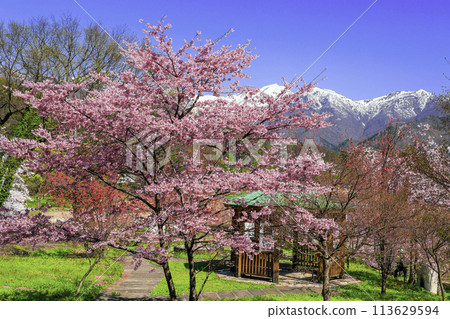 View of the Tanigawa mountain range from Suwakyo Park with cherry blossoms in bloom 113629594