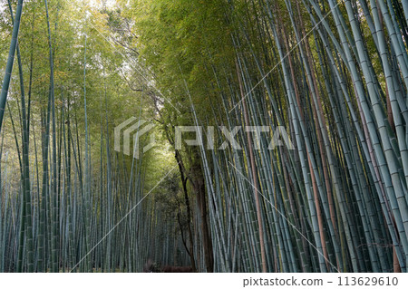 京都Sagano竹林 113629610