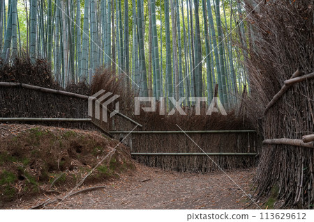 京都Sagano竹林 京都Sagano竹林 113629612