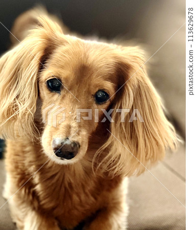 一隻正在提問的 13 歲迷你臘腸犬 一隻正在提問的 13 歲迷你臘腸犬 113629678