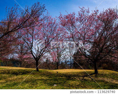 賞櫻 長野縣大町公園 賞櫻 長野縣大町公園 113629740