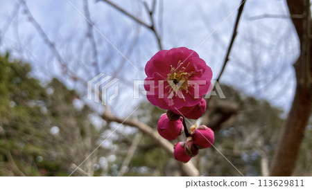 春天花園裡盛開的豐後梅花 113629811