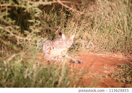 African wildcat 113629855
