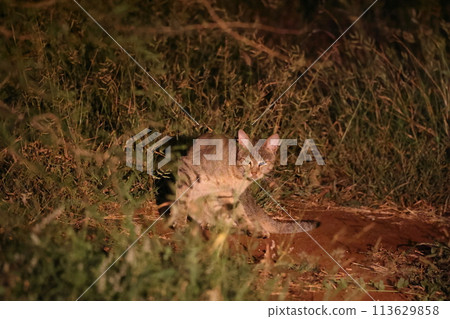 African wildcat 113629858