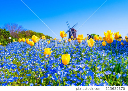 Nemophila、鬱金香和風車 113629870