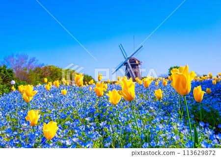 Nemophila, tulips and windmill 113629872