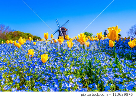 Nemophila、鬱金香和風車 113629876