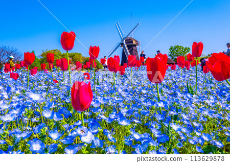Nemophila、鬱金香和風車 Nemophila、鬱金香和風車 113629878