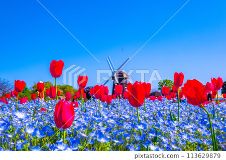 Nemophila、鬱金香和風車 113629879