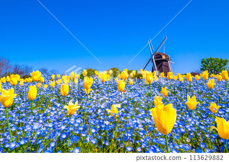 Nemophila, tulips and windmill 113629882