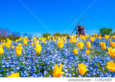 Nemophila, tulips and windmill Nemophila, tulips and windmill 113629885
