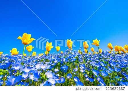 親蠅和郁金香的競爭 親蠅和郁金香的競爭 113629887