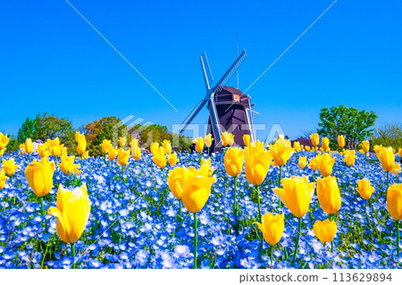 Nemophila、鬱金香和風車 Nemophila、鬱金香和風車 113629894