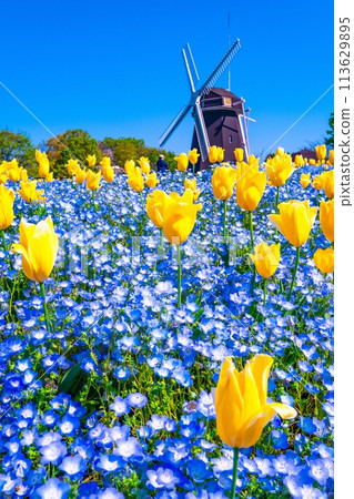 Nemophila、鬱金香和風車 Nemophila、鬱金香和風車 113629895