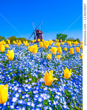 Nemophila, tulips and windmill 113629897