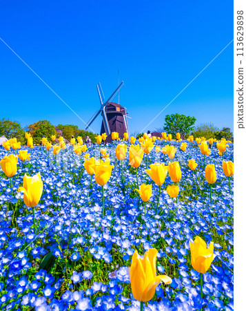 Nemophila、鬱金香和風車 113629898