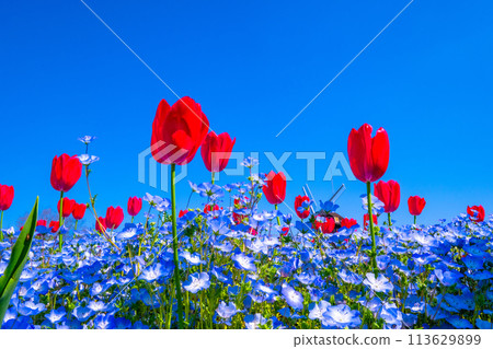 Competition of nemophila and tulip 113629899