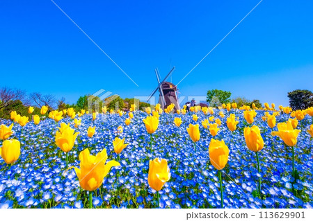 Nemophila、鬱金香和風車 113629901