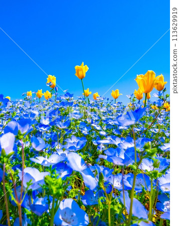 Competition of nemophila and tulip Competition of nemophila and tulip 113629919