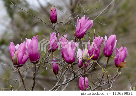 高貴的玉蘭花01 113629921