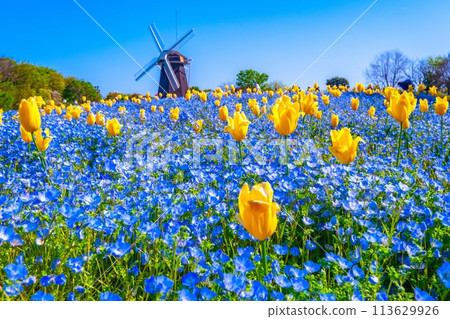 Nemophila, tulips and windmill 113629926