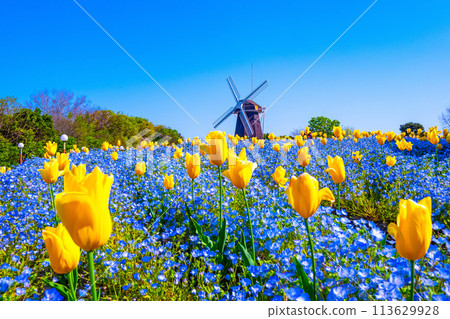 Nemophila, tulips and windmill Nemophila, tulips and windmill 113629928