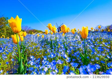 Nemophila, tulips and windmill 113629930