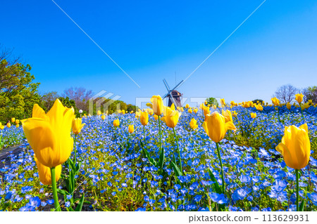 Nemophila, tulips and windmill 113629931