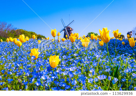 Nemophila, tulips and windmill 113629936