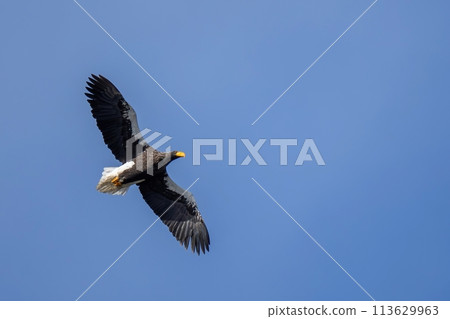 藍天上空悠閒地飛翔的虎頭海鷹 藍天上空悠閒地飛翔的虎頭海鷹 113629963