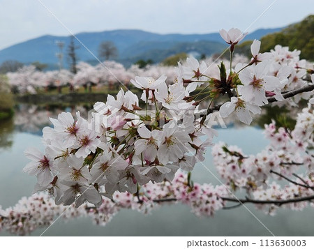 櫻花風景:從大木公園看到的天山 櫻花風景:從大木公園看到的天山 113630003