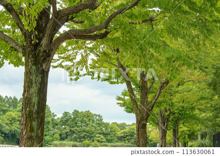 Tokyo [Ukima Park] Summer scenery with lush foliage 113630061