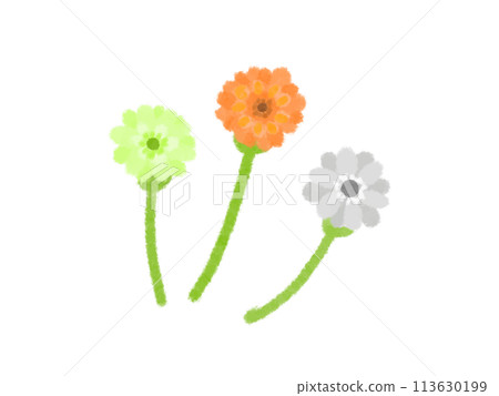 非洲菊插圖 113630199