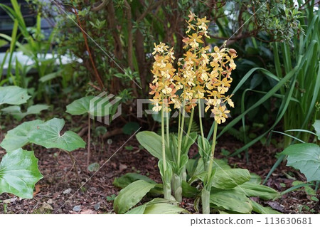 黃色艾賓蘭花 7 莖開花 113630681